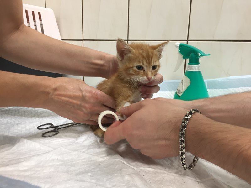 На приёме в ветклинике