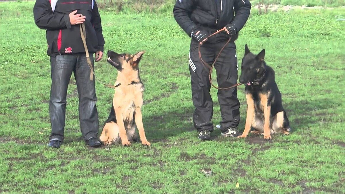 Положение собаки у левой ноги дрессировщика
