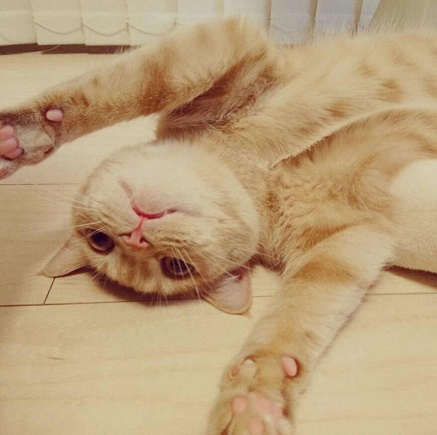 Кошка лежит