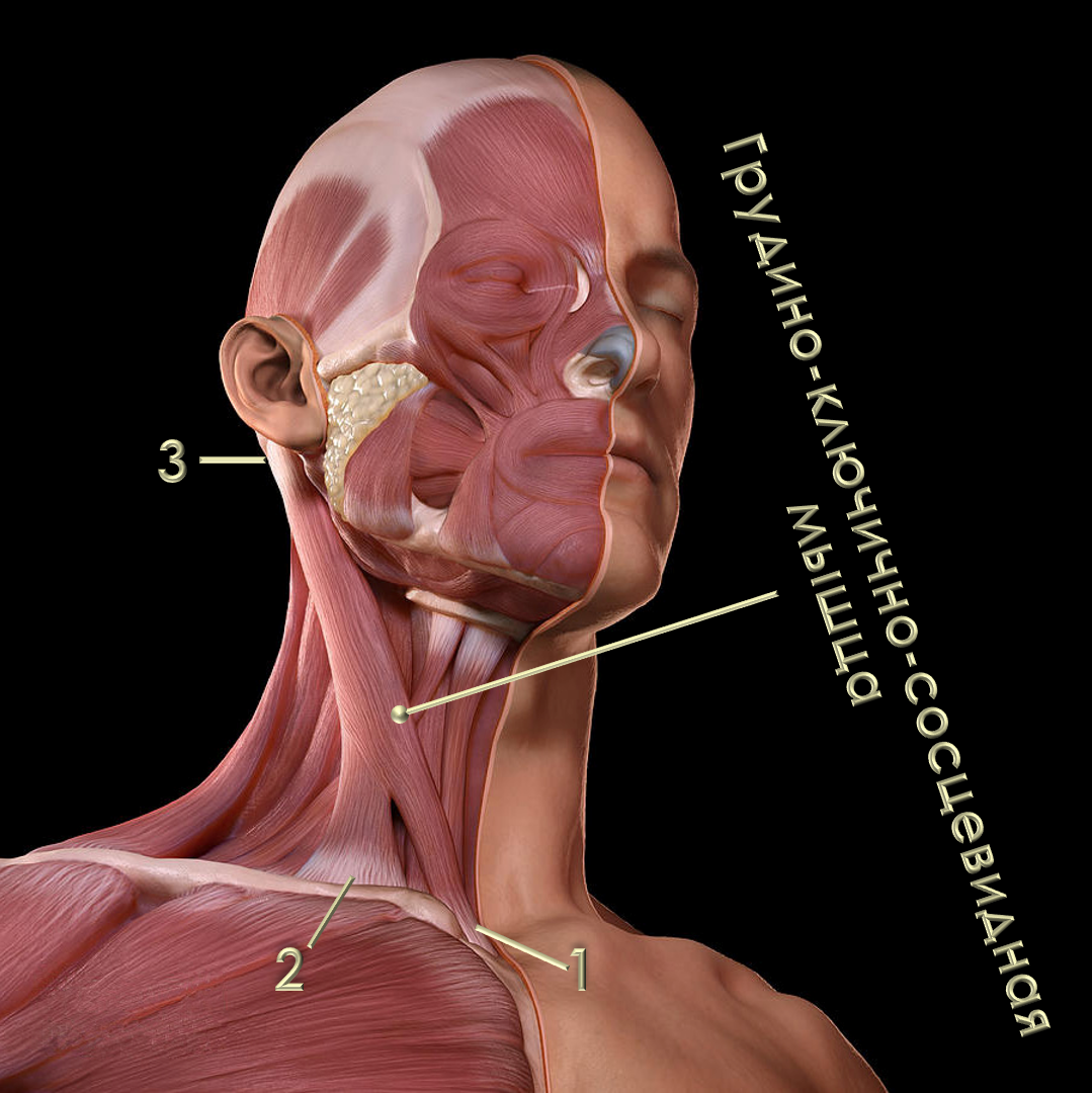 Ключично сосцевидная мышца фото