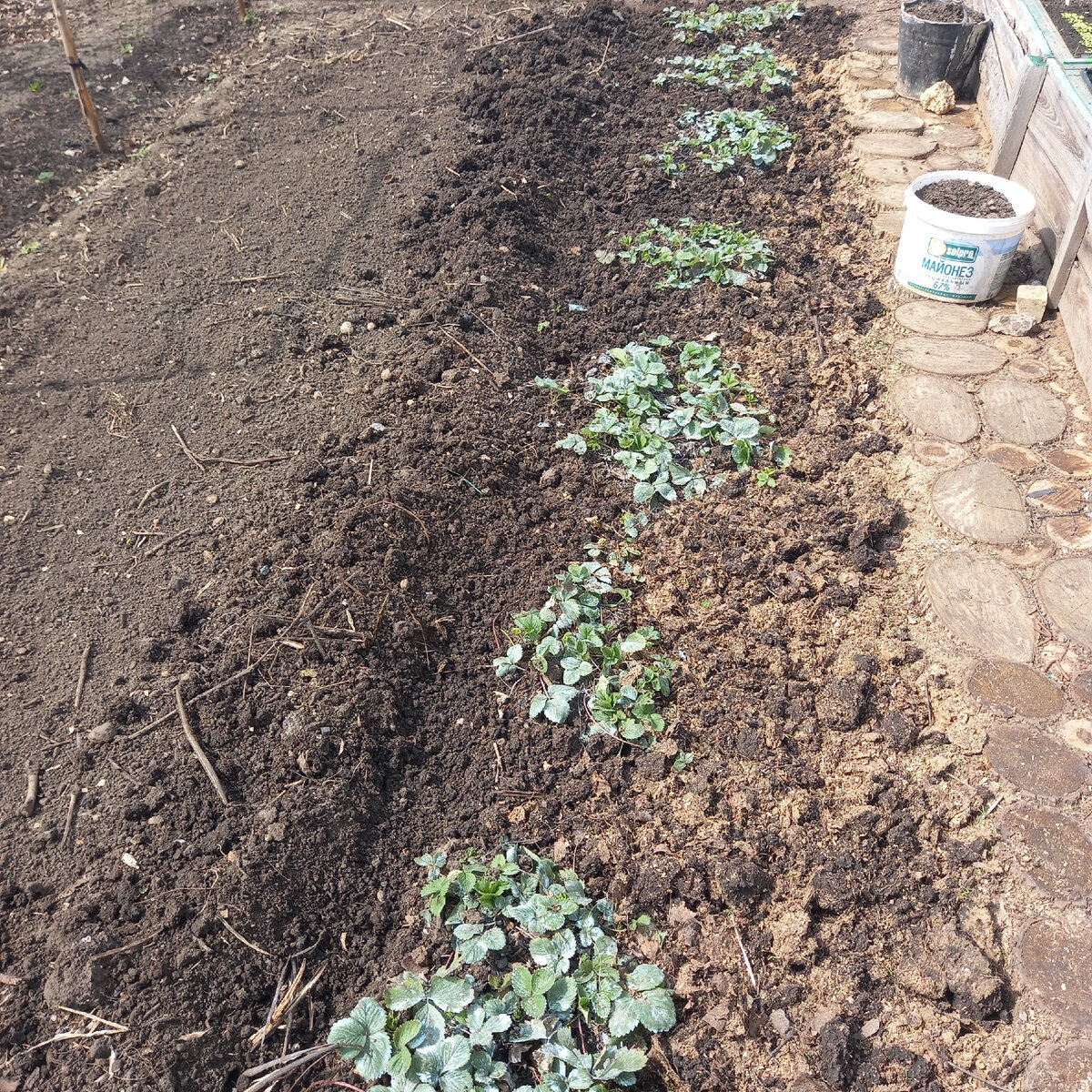 Старая грядка