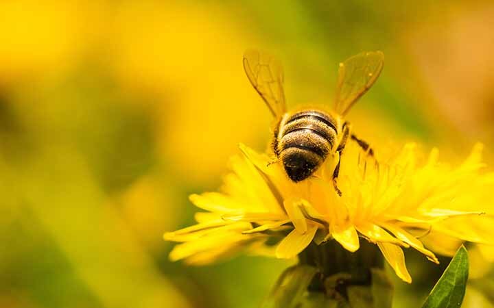 Цветущий май