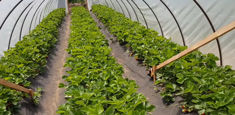 Особенности выращивания клубники в теплице