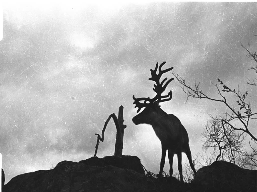 Так выглядел первоначальный снимок с оленем. Позже Евгений Халдей, чтобы придать кадру драматизм, добавил очертания британских истребителей и разрывающуюся бомбу. 