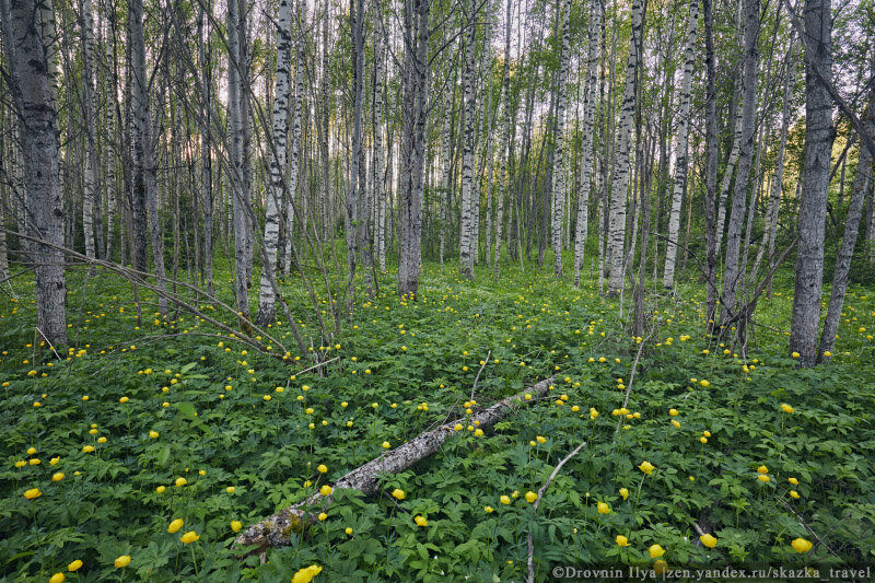 Весенний лес