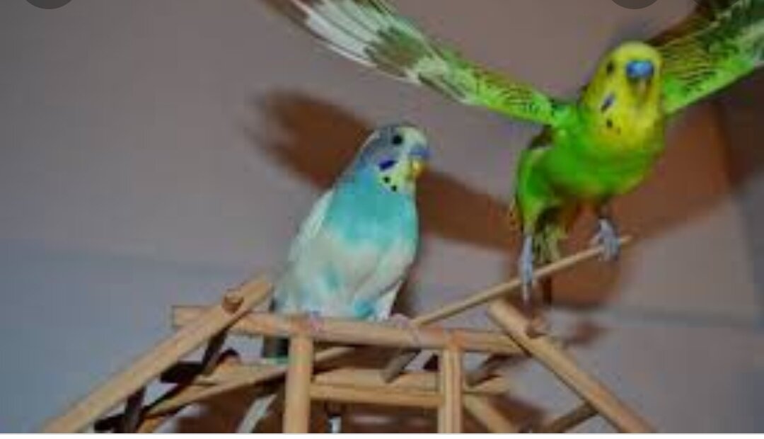 Сколько живут попугаи дома. Сколько живут попугаи дома. Попугай неразлучник розовощекий. Сколько живут попугаи дома. Птицы попугаи волнистые.