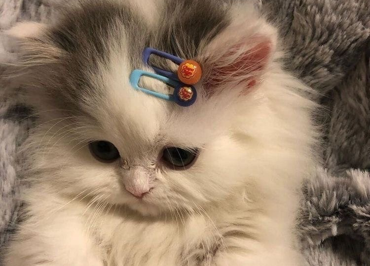 10 милых пушистиков для поднятия вашего настроения