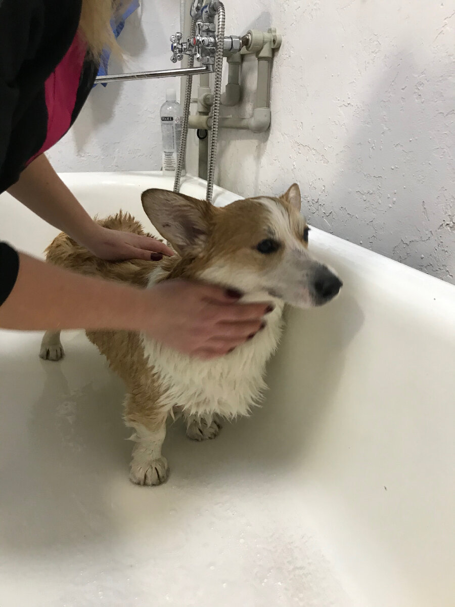 Хантер на "стирке"