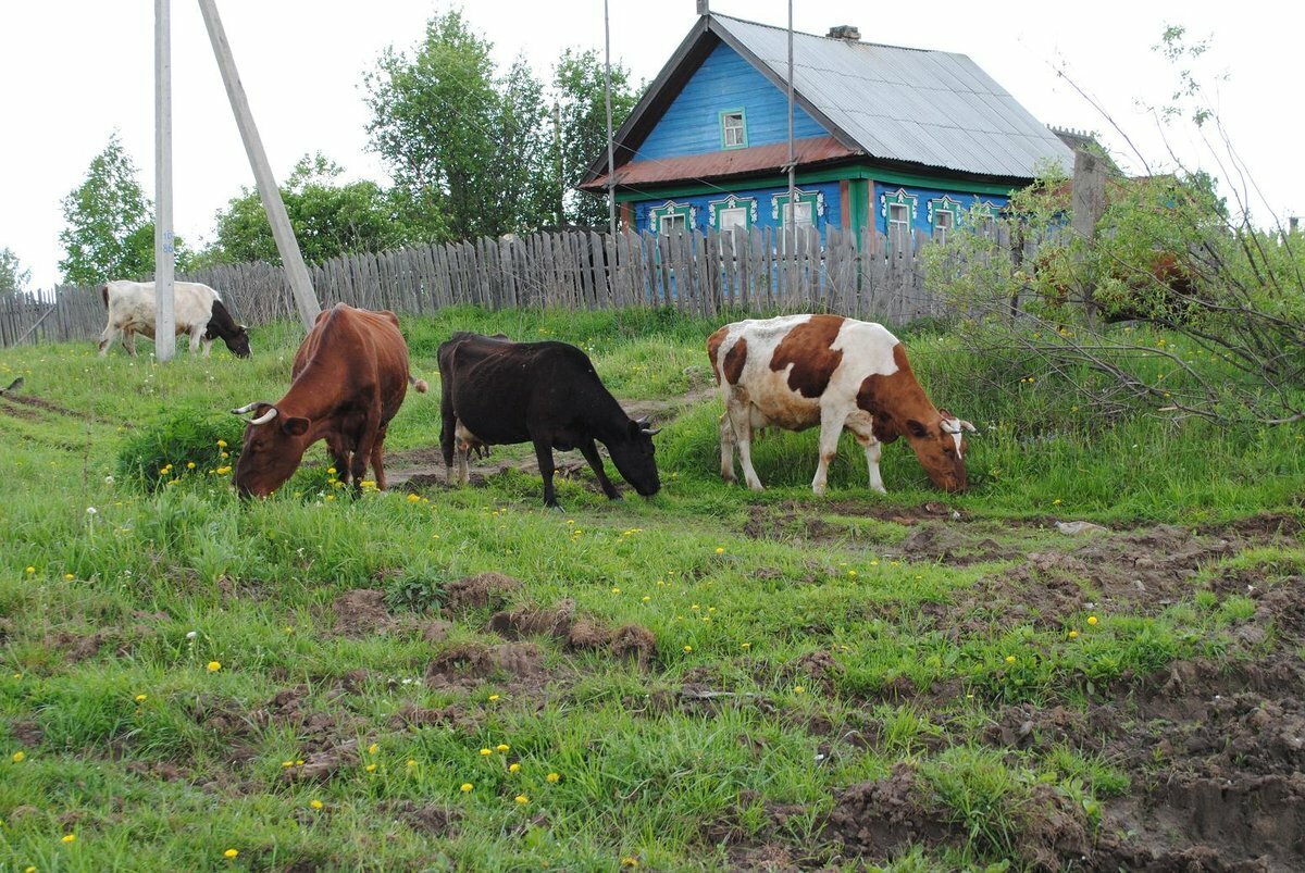 Коровы в деревне