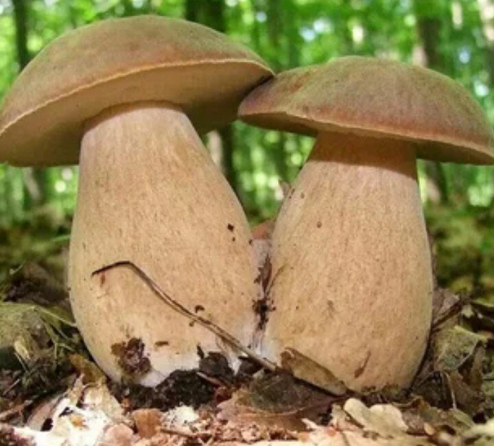 Почему белый гриб называется белым?