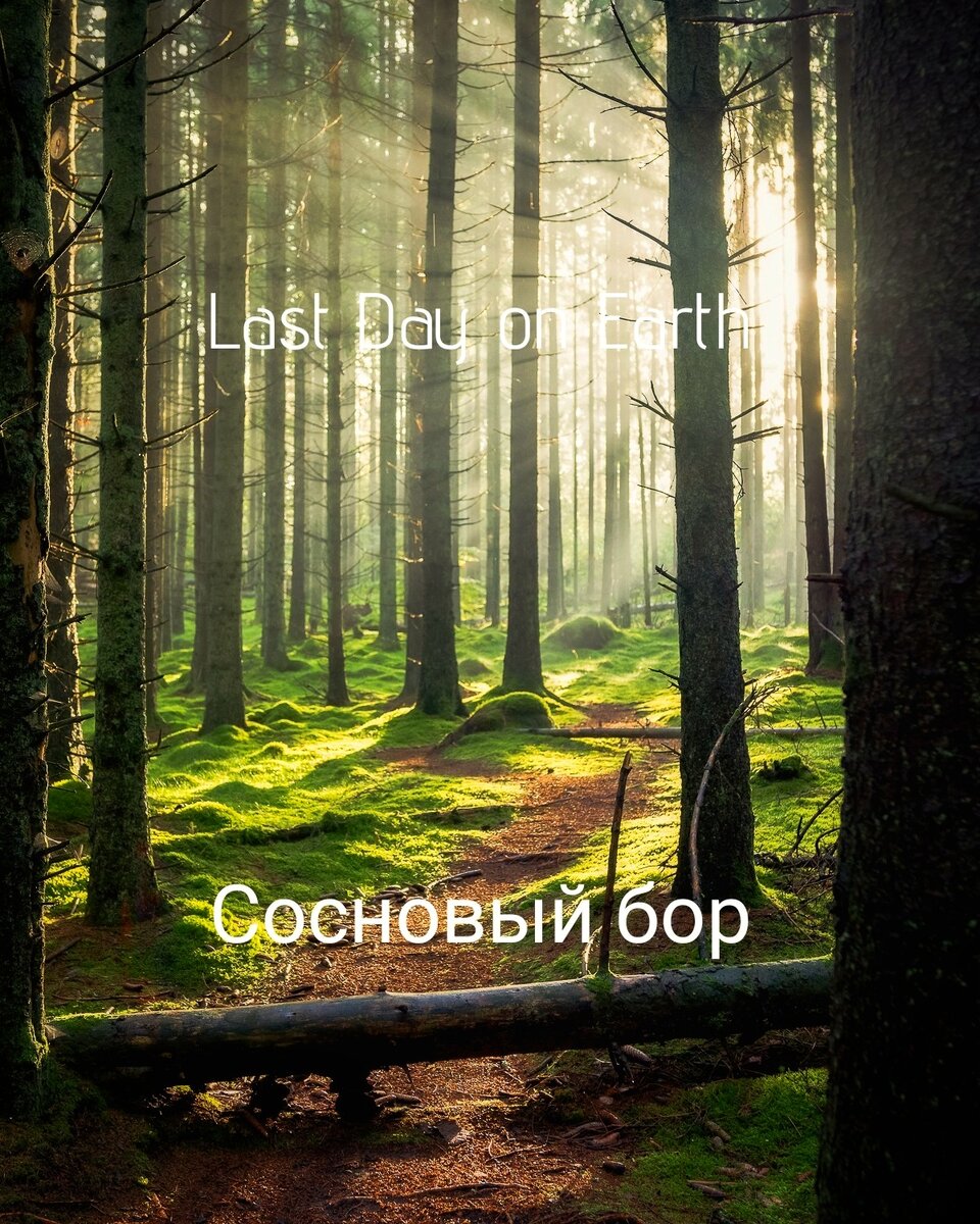 Сосновый бор