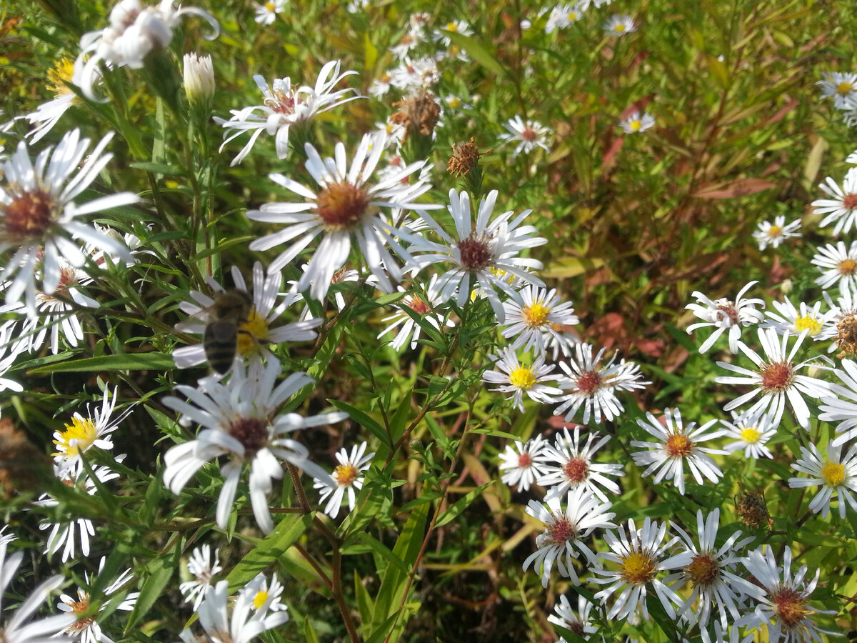 Пчела, цветы...