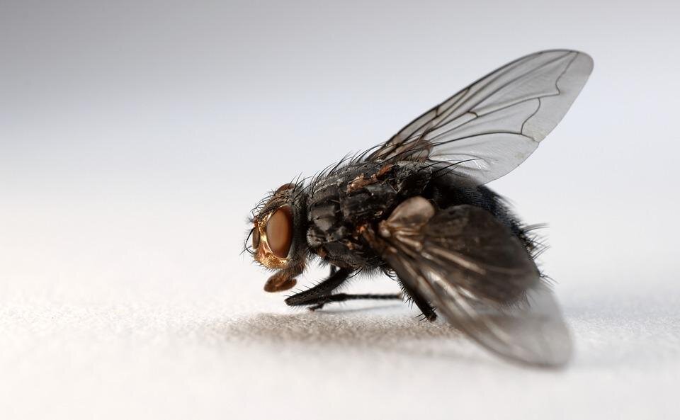 4 приметы, которые связаны с мухами
