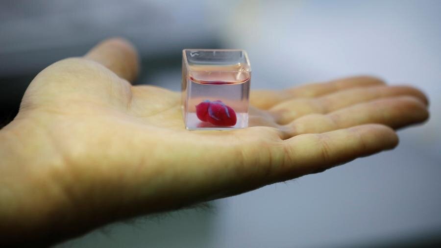 А это маленькое искусственно созданное сердце от израильских ученых