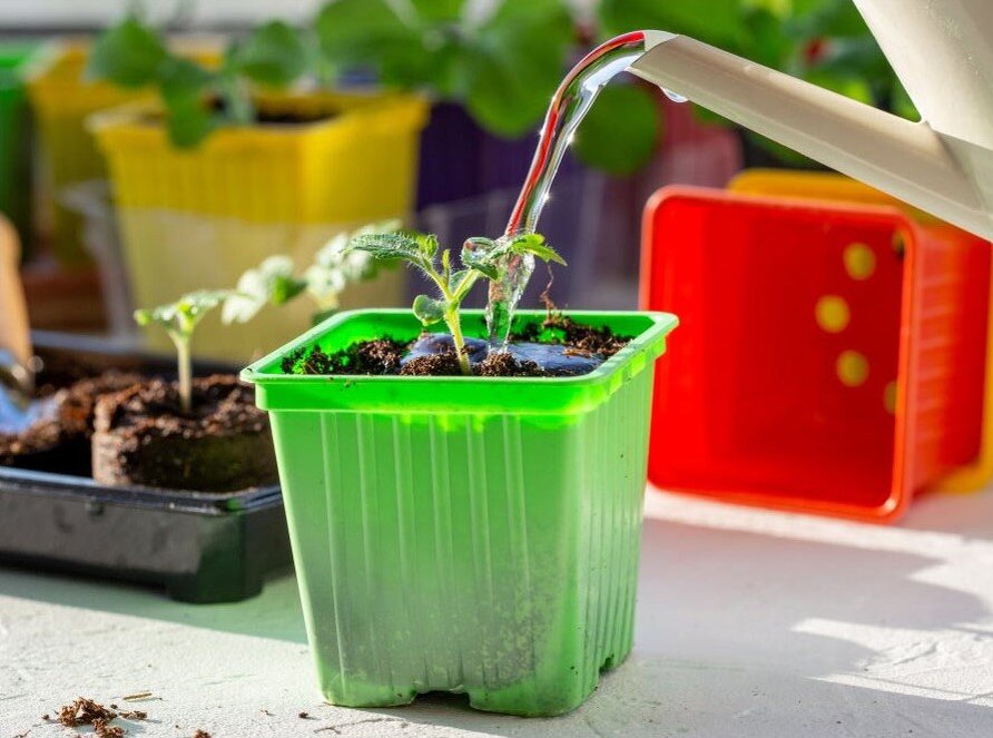 как поливать цветы в отпуске?