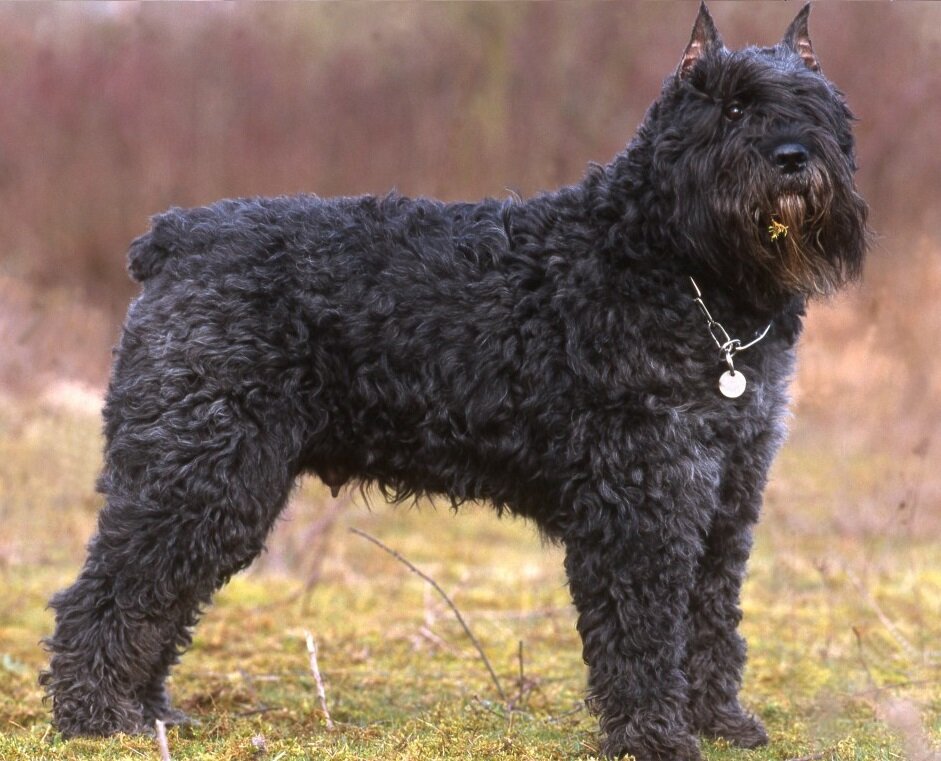 Бесстрашный великан (Фото: https://zabavniks.com/foto/13834-foto-flandrskogo-buve)