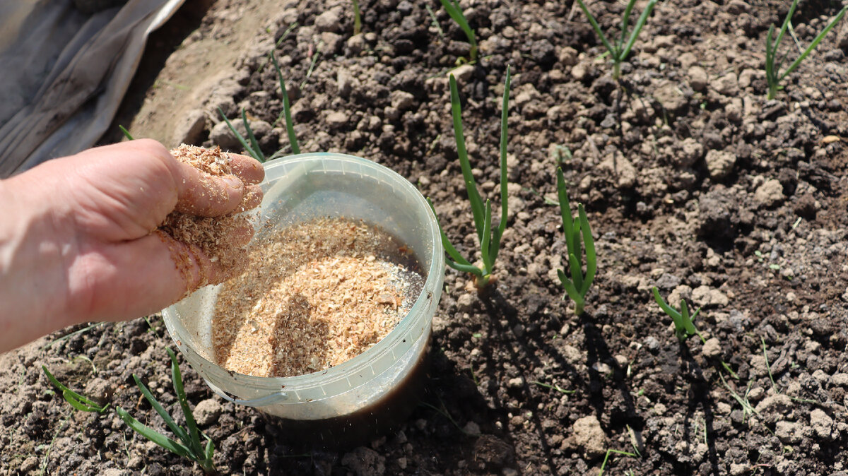 Опилки хорошее удобрение, мульча и разрыхлитесь. 