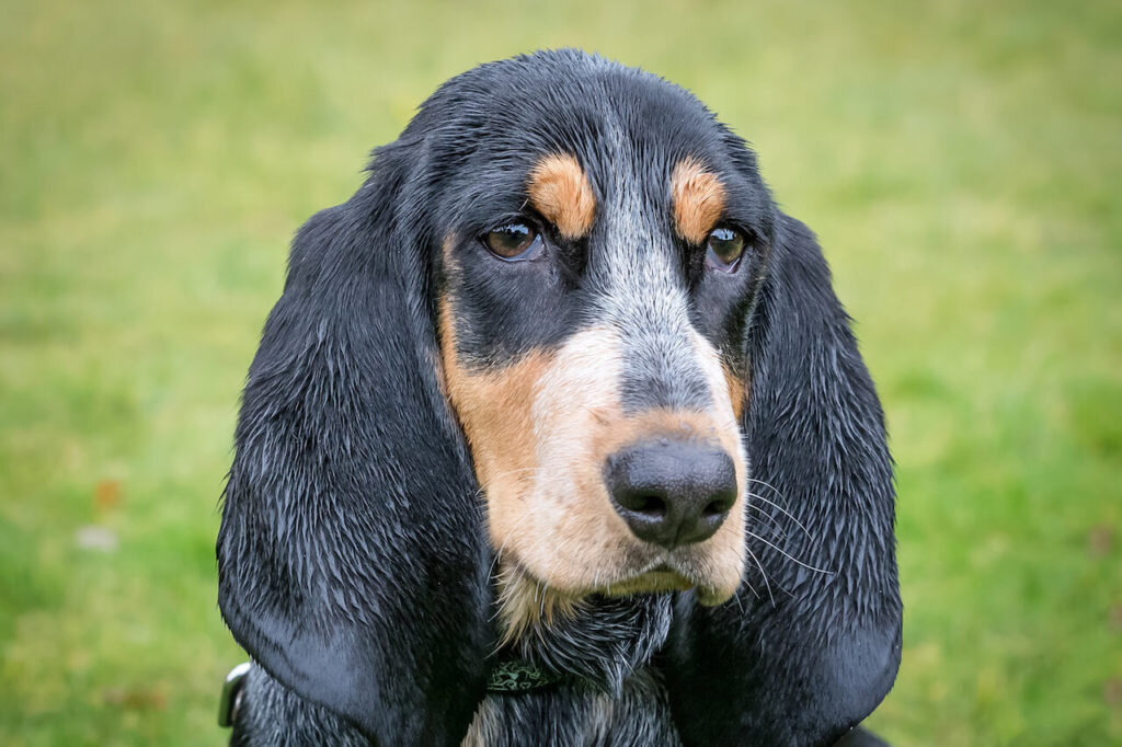 Голубой гасконский бассет (Фото: https://bwqmcasfgp.blogspot.com/2021/08/grand-bleu-de-gascogne-welpen-grand.html)