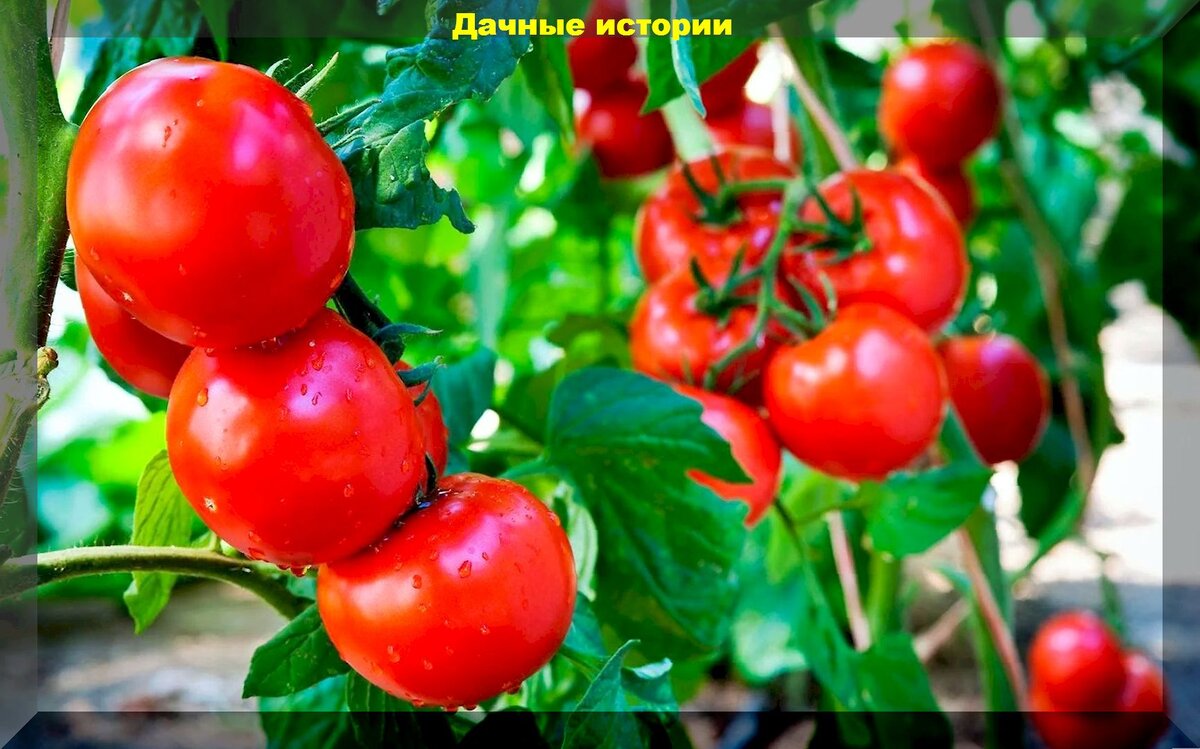 https://vk.com/photo-159774511_457254209