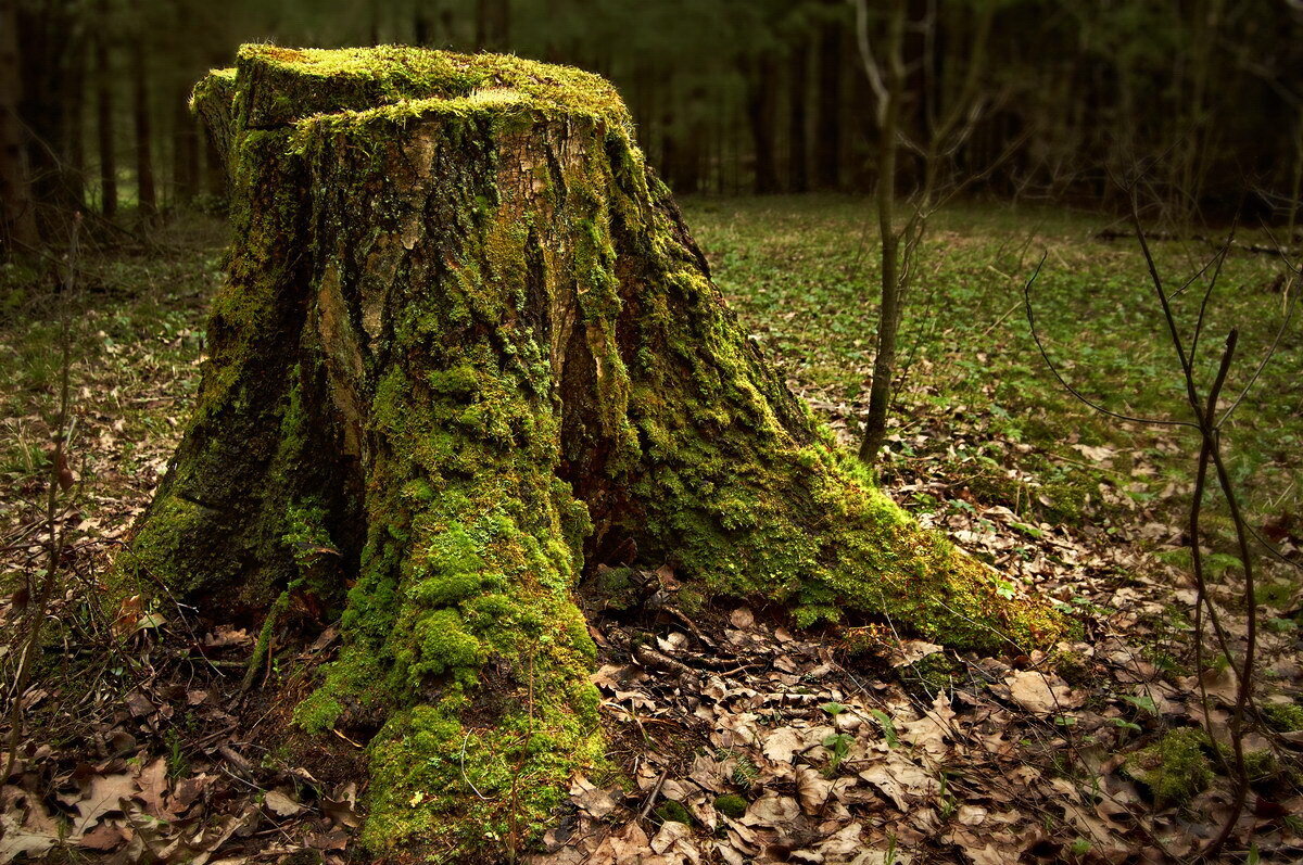 Фото взято из интернета