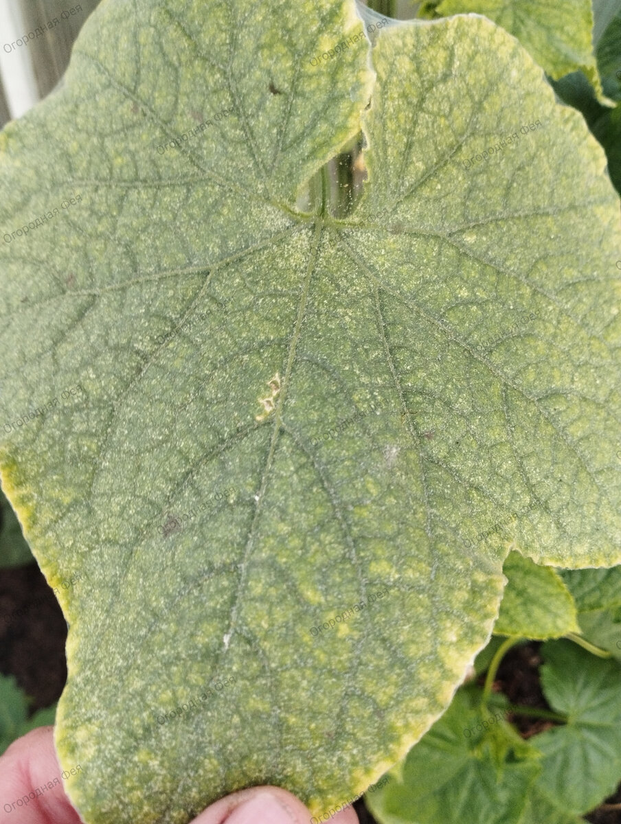 Желтые листья огурцов