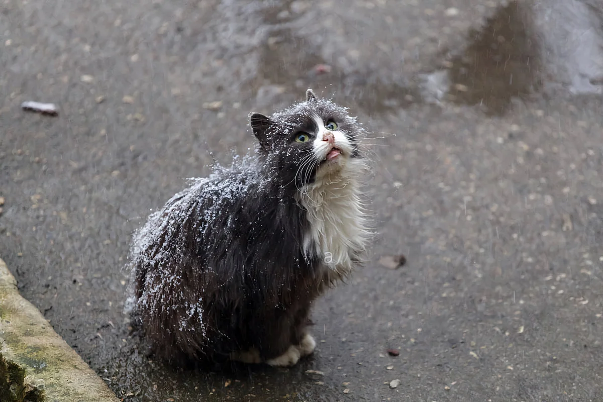 😿Почему люди выбрасывают породистых кошек? | Нос, хвост, лапы | Дзен