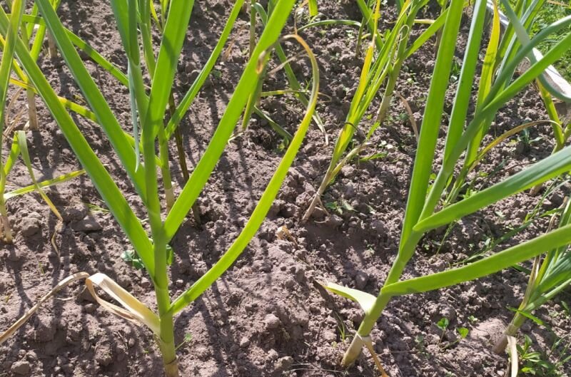 Выкапываю чеснок с грядок.