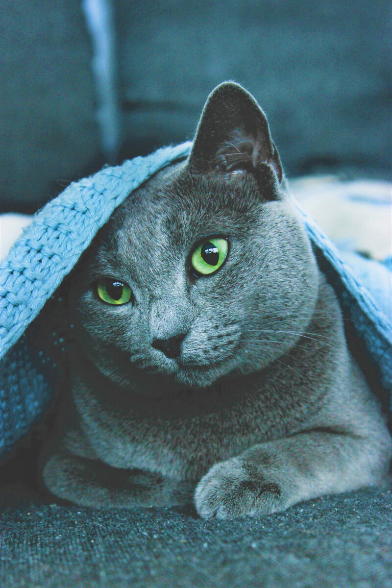 Русская голубая кошка – история породы, описание, характер | Кошка Фури |  Дзен