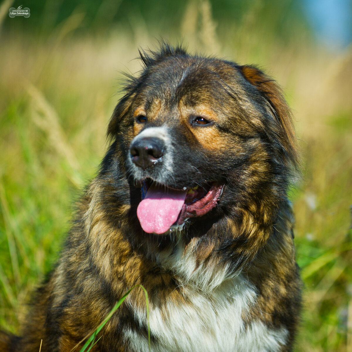 Почему нельзя бить кавказских овчарок | Dudusik Dog | Дзен