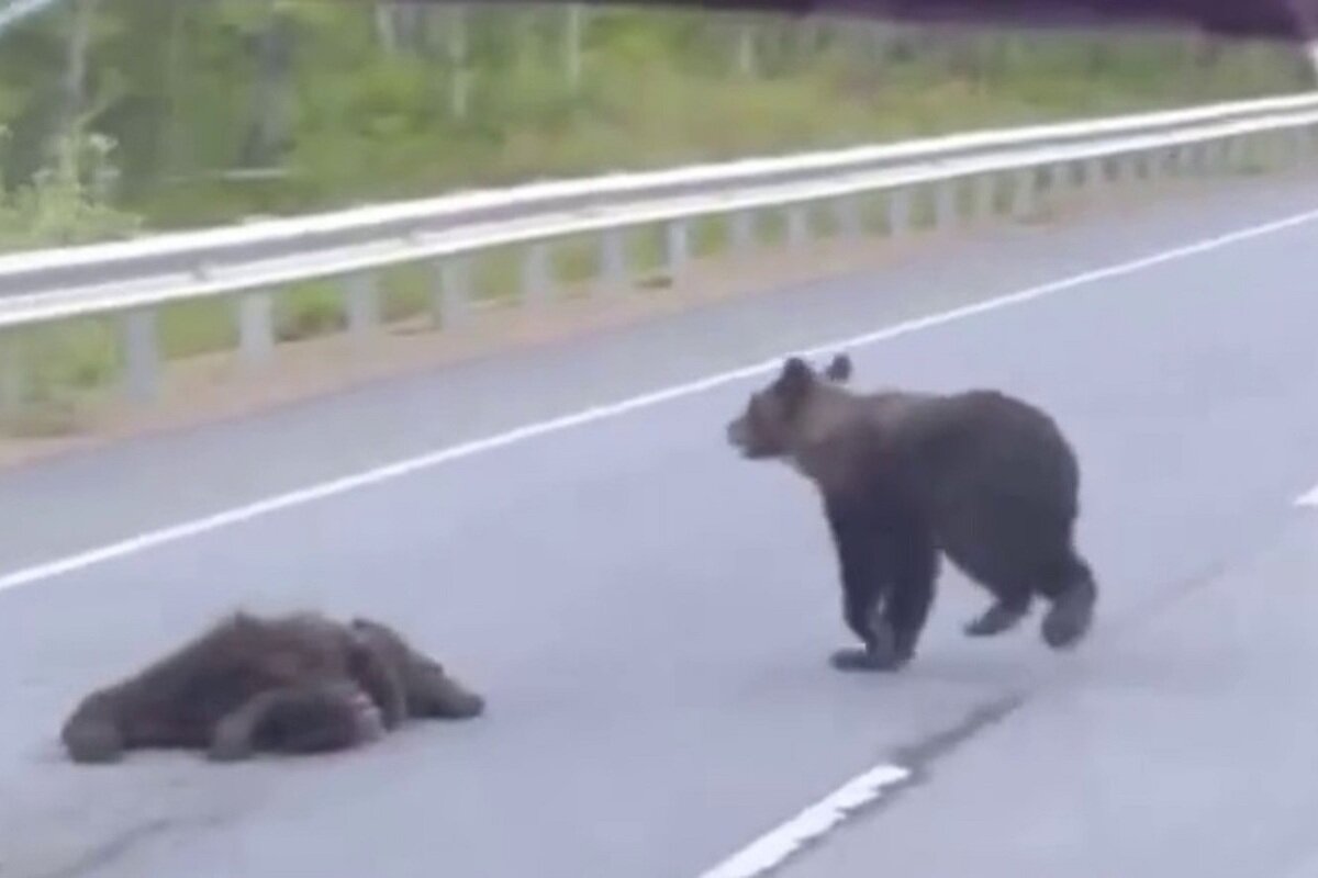 Медведь у дороги