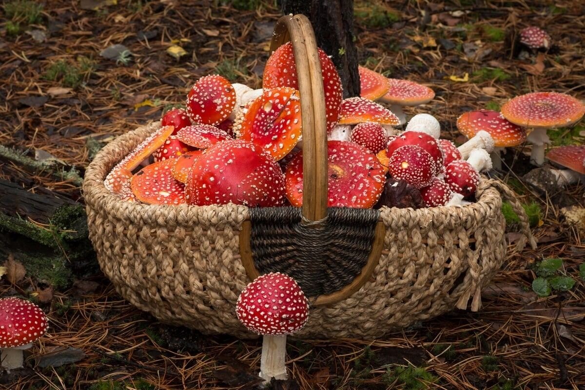    Жительница Новосибирска рискнула попробовать мухоморы