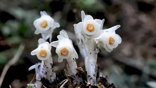 20 de plante cu aspect ciudat care există în natură