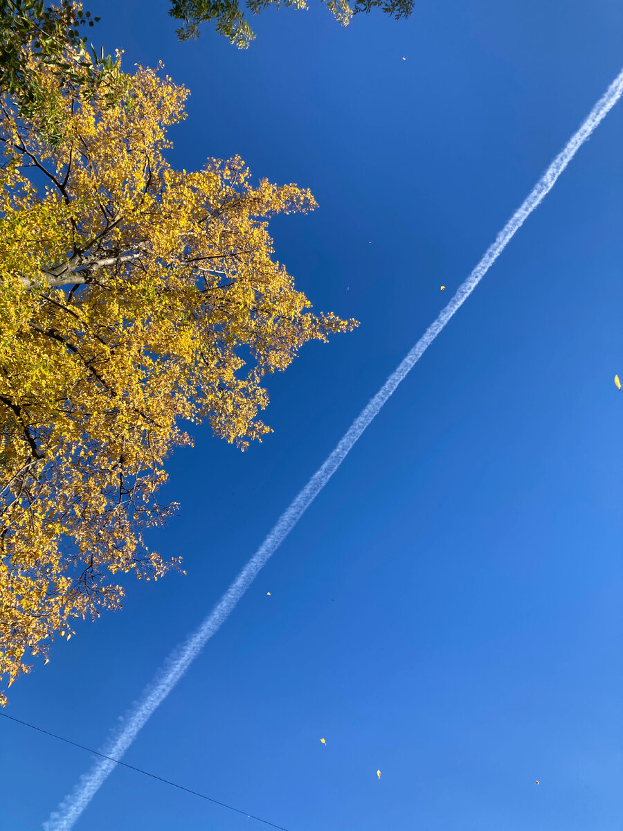 Осеннее небо, листья березы. Фото мое