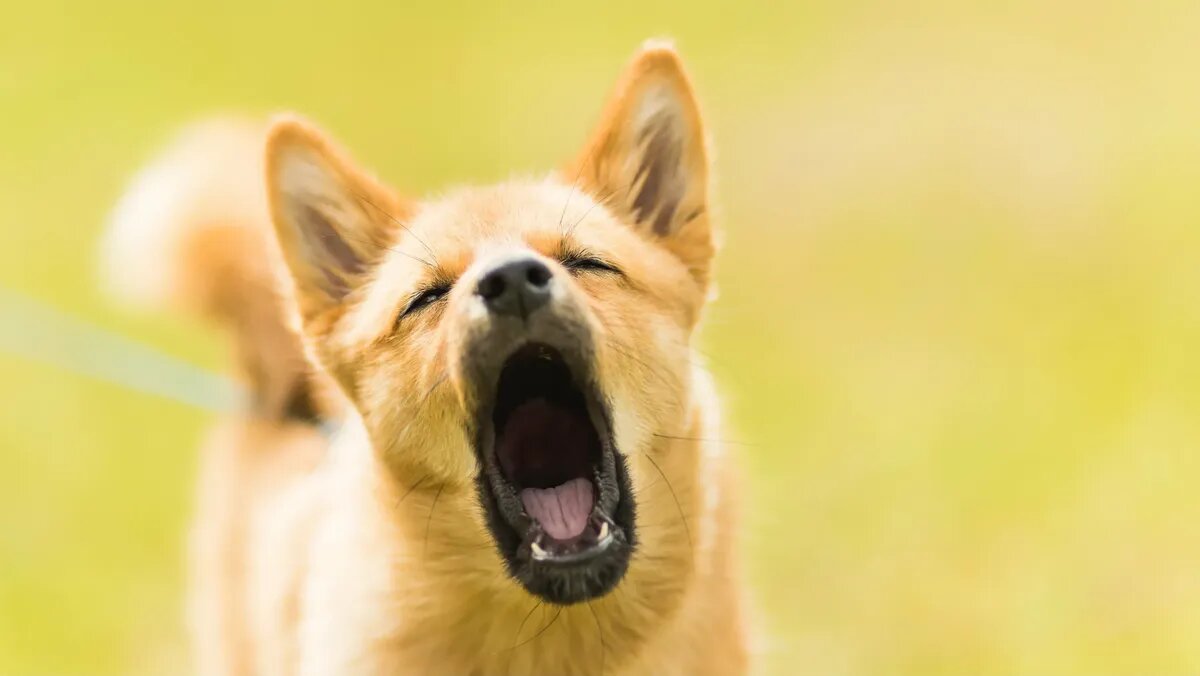 Шумные животные могут стать проблемой для хозяев. Фото: pxhere.com