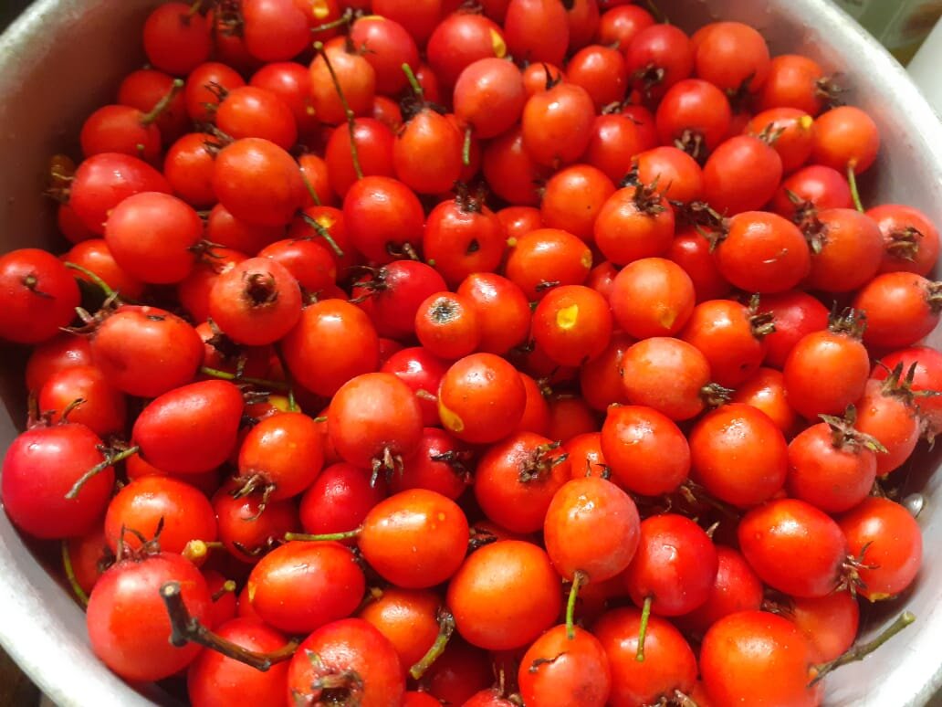 Вот такой крупный и спелый боярышник уродился