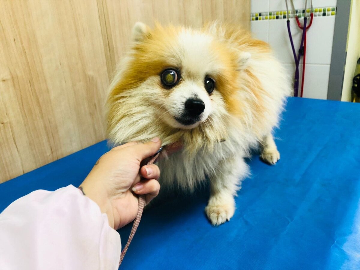 Оливер в клинке на приеме у офтальмолога 