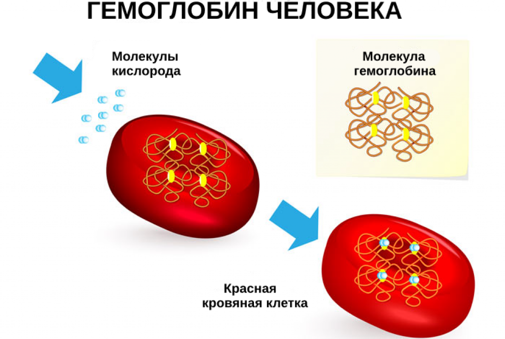Строение эритроцита и гемоглобина. Гемогралин. Железо в эритроцитах. Гемоглобин рисунок.