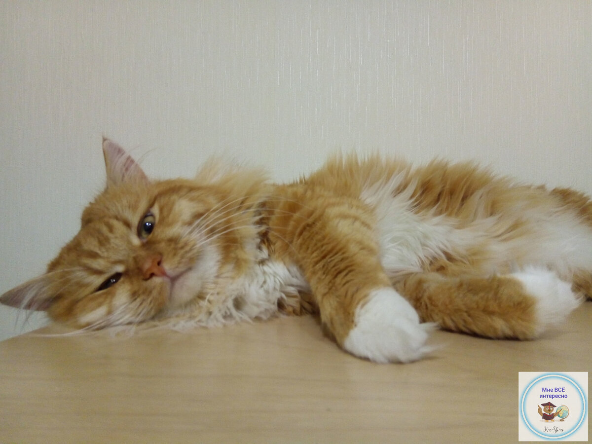 Лентяй №1 - Тихон. 