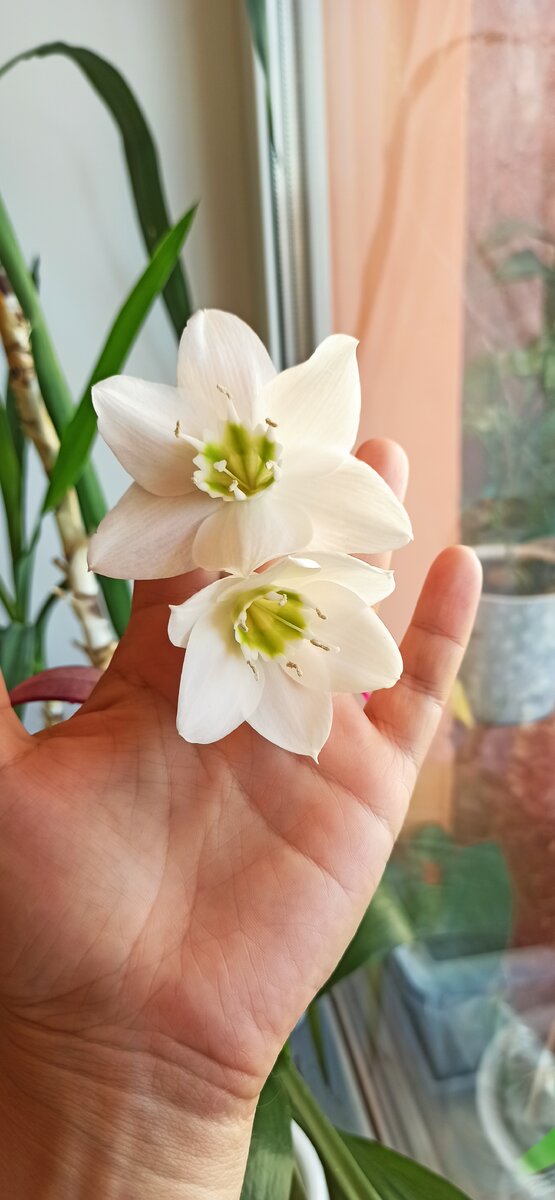 Мои цветы. 