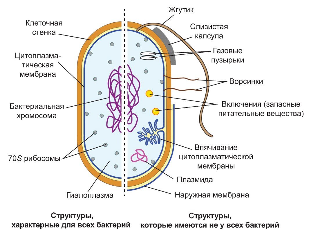 Бактерии прокариоты 5 класс. Строение прокариотической клетки бактерии. Строение прокариотической бактериальной клетки. Прокариотическая клетка bacteria. Структура прокариотической клетки.