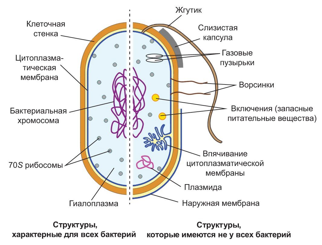 Свойства клеток бактерий