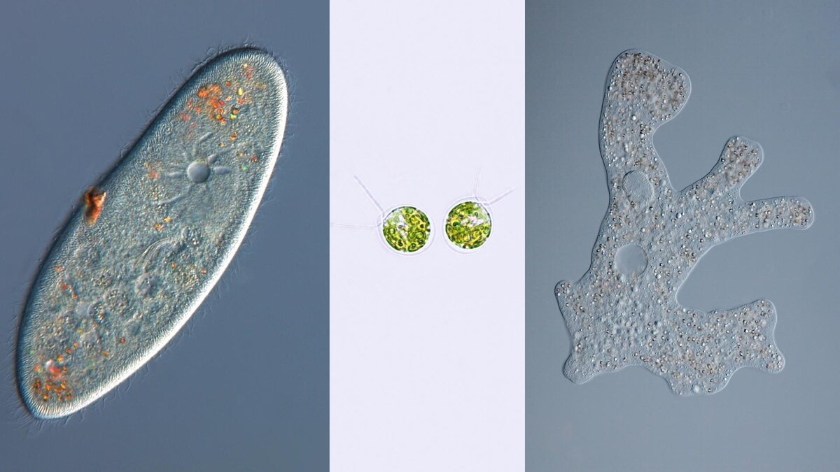 Биолог рассказал несколько интересных фактов о жизни амёб | Мысли биолога |  Дзен
