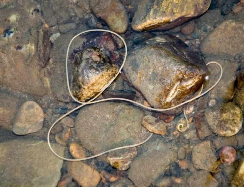 Водный червь волосатик. Волосатики черви паразиты. Длинный червь в воде. Червь паразит волосатик. Длинный червь в воде.