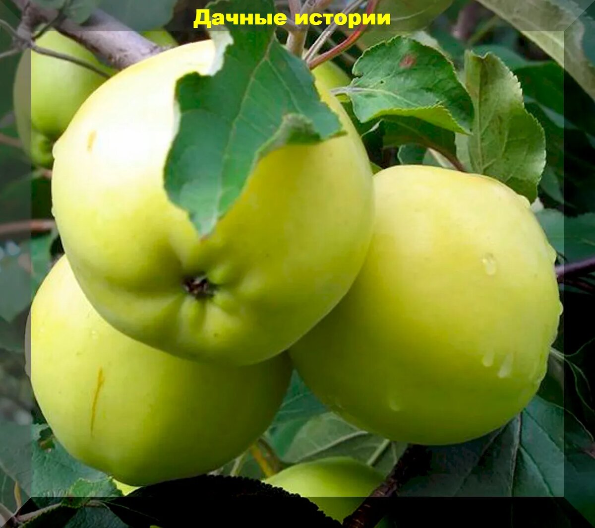 Яблоня алтайский