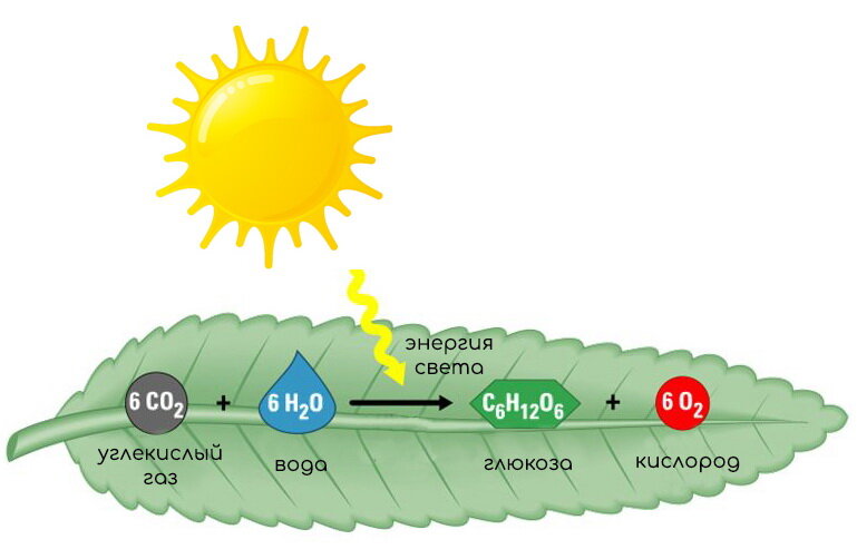 Схема фотосинтеза