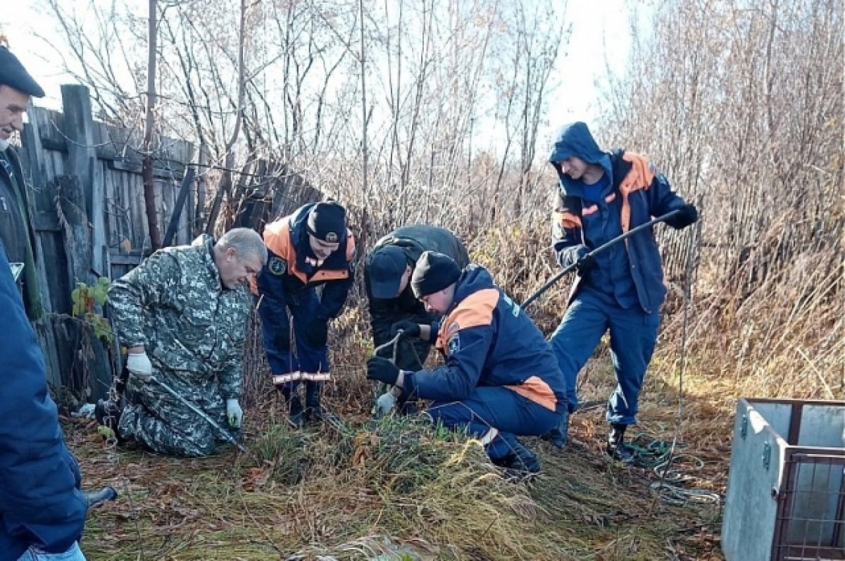    В Новосибирске спасатели МАСС вытащили алабая из заброшенного погреба