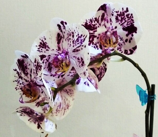 Орхидеи фаленопсисы (см галерею)