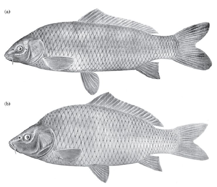 А - Сазан. В - Карп.