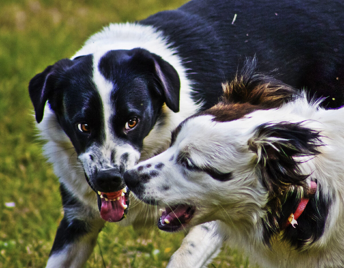 Из интернета.