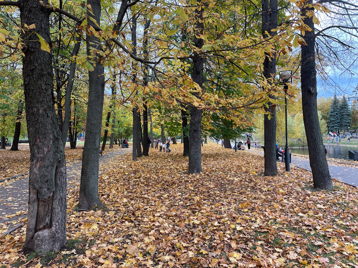 А гулять в парке, конечно, приятно по вот такому живописному осеннему ковру. Фото автора